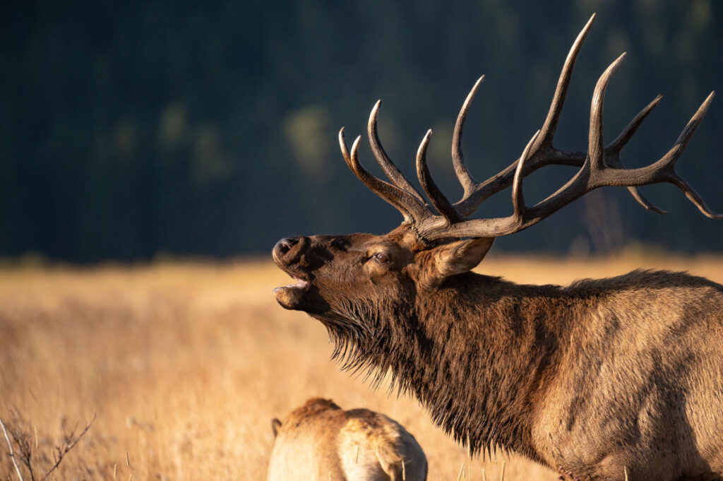 Elk picture whiled exploring the forest during a nature-based rewilding retreat in Queensland