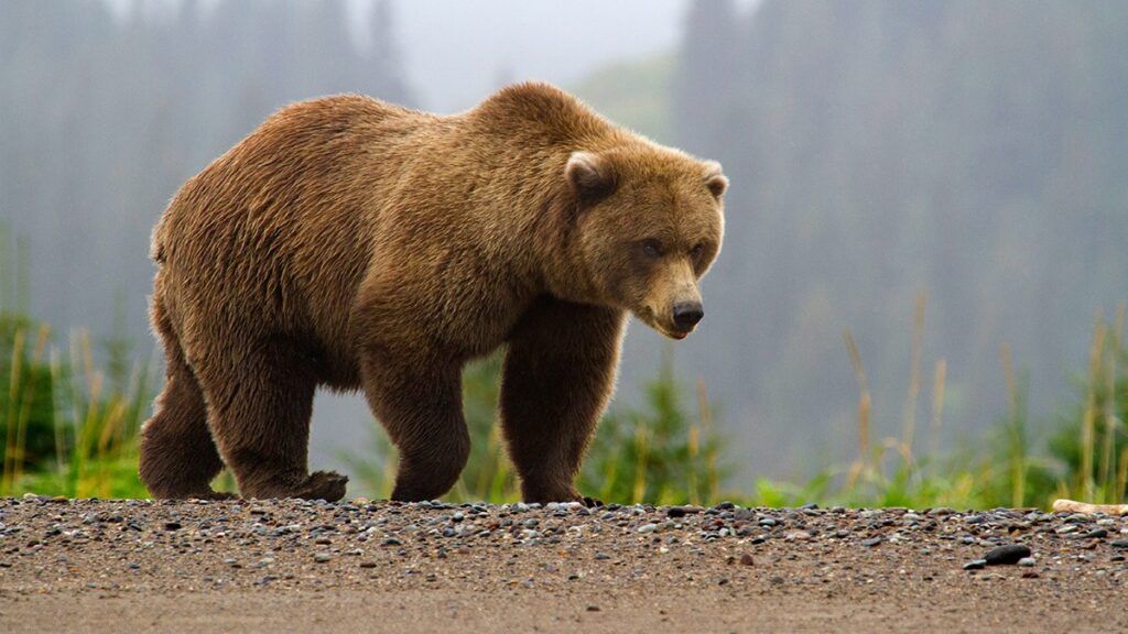 Brown bear in the forest during a nature-based rewilding retreat in Queensland