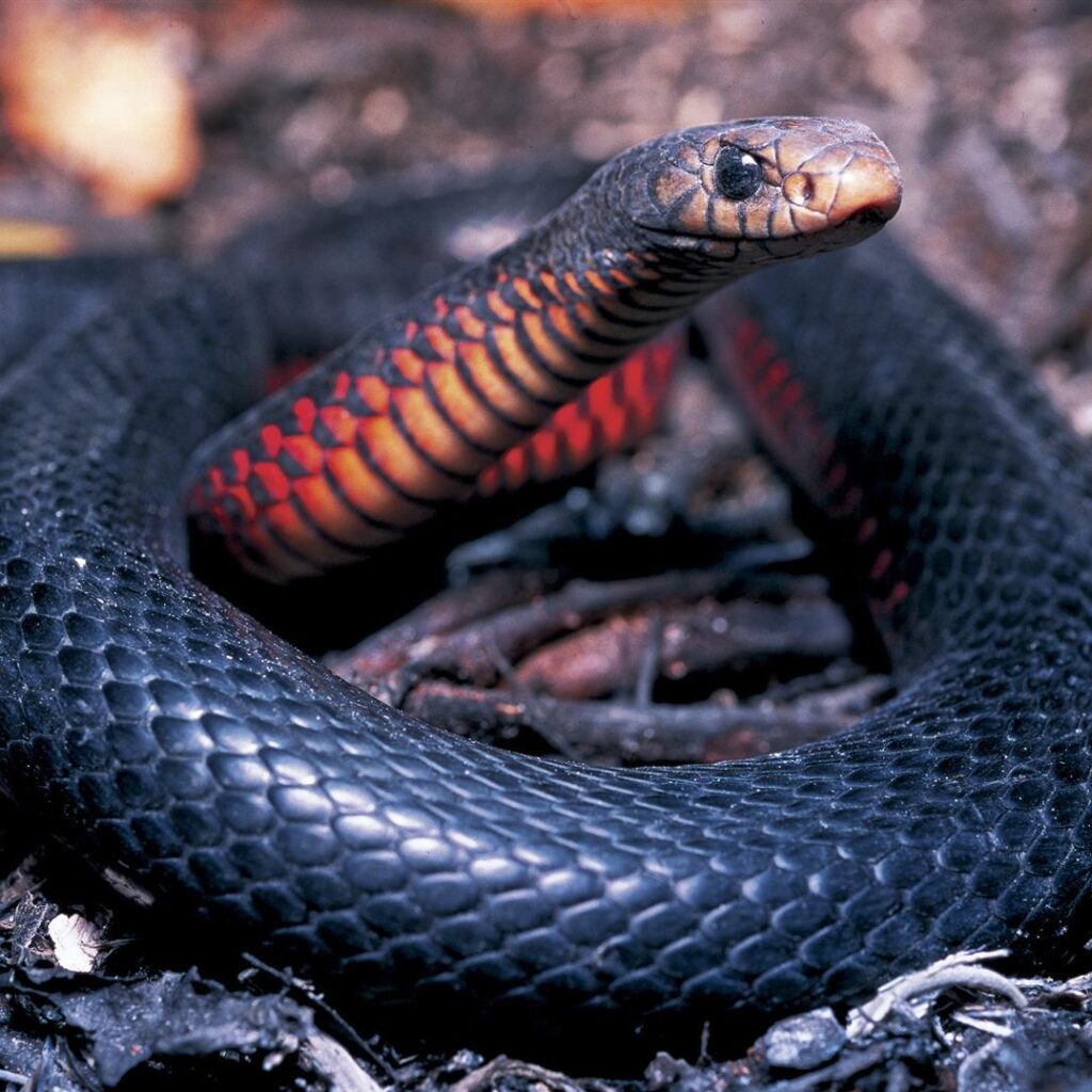 The snake | Shanamic ceremony | Rites of Passage