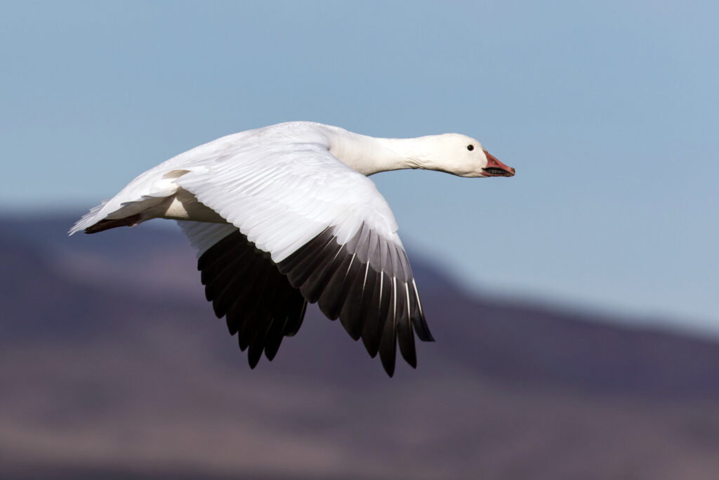 Learn more about the Snow goose spirit in rites of passage