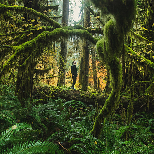 forest bathing during a nature-based rewilding in Queensland